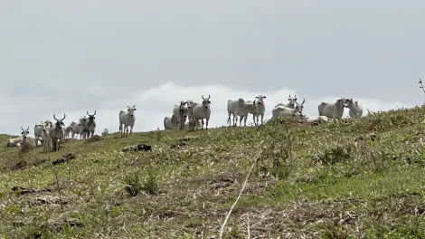 Fazenda com 432 hectares - Lorena/SP